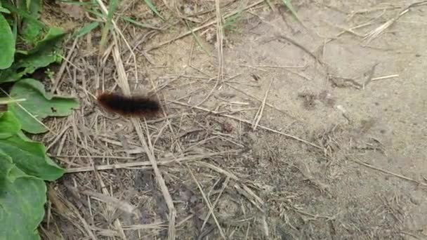 Large Brown Black Caterpillar Crawling Ground Hide Plantain Leaves — 图库视频影像