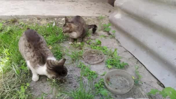 집없는 고양이 마리가 거리의 더러운 플라스틱 그릇에서 있습니다 도시의 거리에 — 비디오