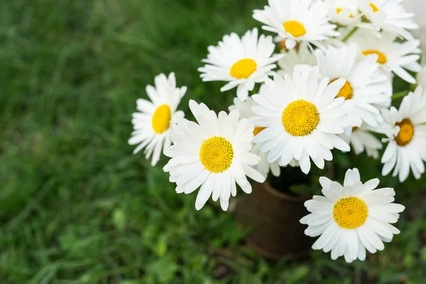 Bouquet Daisies Stands Vase Grass Chamomile Blooms Summer Day Chamomile — 图库照片