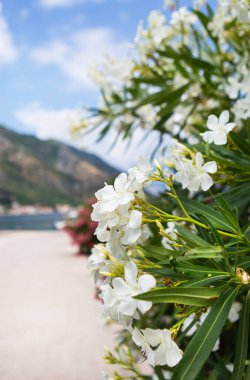 Oleander çiçekleri denizin arka planında. Toprak seti. Kafeden deniz manzarası