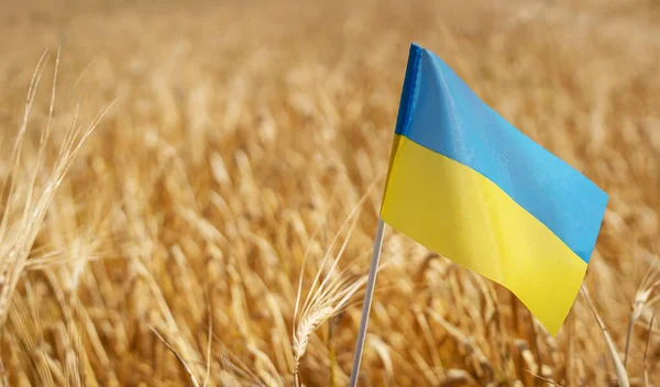 Pray Ukraine Ukrainian National Flag Background Wheat Independence Day August — Stock Photo, Image