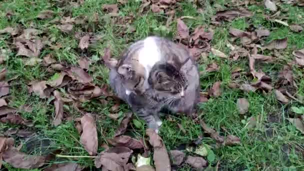 Mother Cat Adult Kitten Tall Grass Dry Leaves Gray White — Stock Video