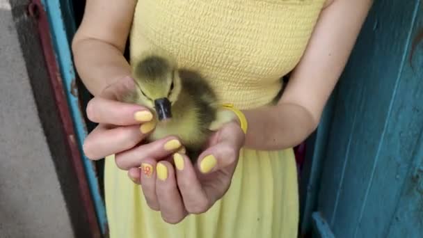 Girl Holding Gosling Little Yellow Duckling Arms Girl Dress Close — Vídeos de Stock