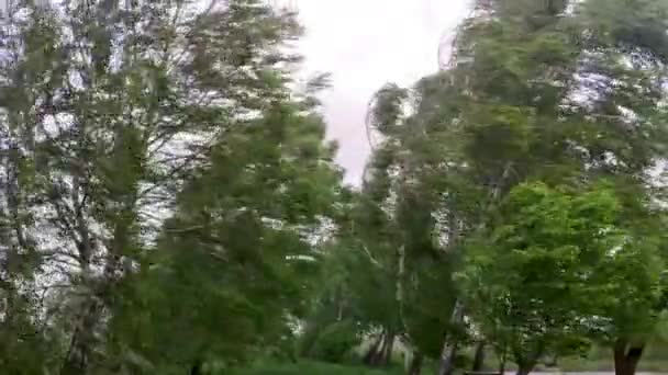 Sandstorm Extremely Strong Wind Breaks Birches Lake Hurricane Day Bends — Stockvideo