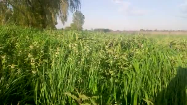 Blooming Nettles Middle Grass Sway Wind Sunny Summer Day Middle — Stockvideo