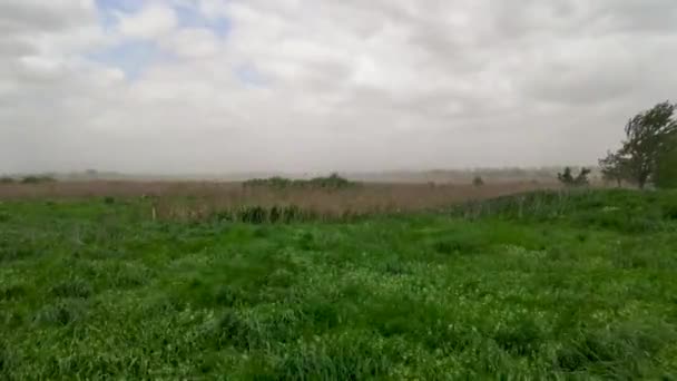 Natural Meadow Grass Swayed Storm Wind Blow Gusty Wind Plays — Stockvideo