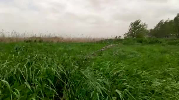 Natural Meadow Grass Swayed Storm Wind Blow Gusty Wind Plays — Video Stock
