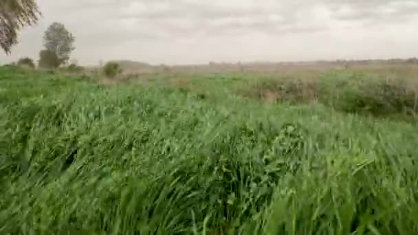 Natural Meadow Grass Swayed Storm Wind Blow Gusty Wind Plays — Video