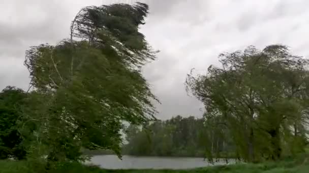 Sandstorm Extremely Strong Wind Breaks Birches Lake Hurricane Day Bends — Αρχείο Βίντεο