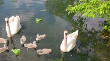 Two white swans and six chicks swim in the city pond. Little grey cubs with white parents float in the river. Family of swans swims on the lake in summer. Adult and young swans swim on the water