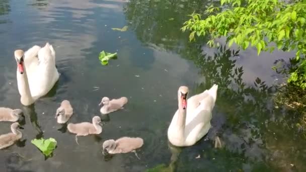 Two White Swans Six Chicks Swim City Pond Little Grey — Video Stock