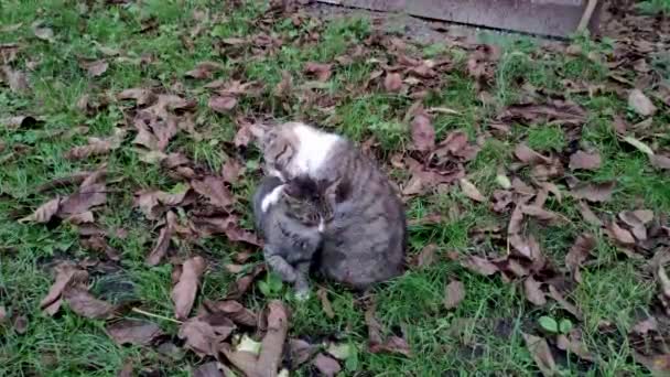 Mother Cat Adult Kitten Tall Grass Dry Leaves Gray White — стоковое видео