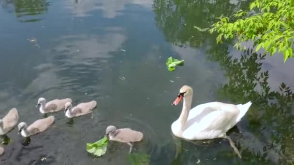 Young Swans Swim Mother White Swan Six Grey Cubs Float — Stock Video