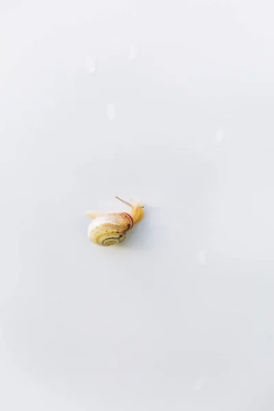 Snail Crawls White Table Rain Snails Brown Shells Antennae Snail — Fotografia de Stock