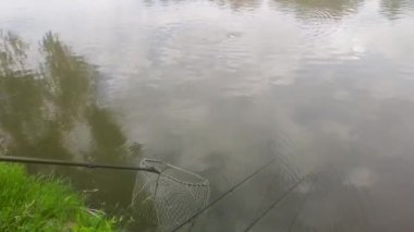 Man pull fishing net with fish out water standing on grassy shore of lake or river on summer day. Fisherman pull the carp out of the pond during the bite