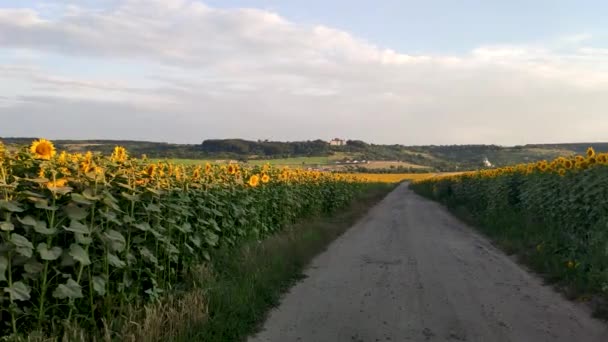 Stone Paved Dirt Road Sunflower Field Leading Old Pidhirtsi Castle — Stok video