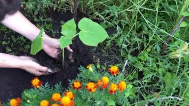 Woman hands planting young paulownia tree - top view. Farmer gardener planting plant organically in fertile soil. Girl rams the ground around the planted sprout in the garden. Agriculture concept
