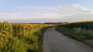 Stone-paved dirt road in the sunflower field leading to the old Pidhirtsi castle on the hill. Large yellow sunflowers bloomed on a farm field in summer in Ukraine