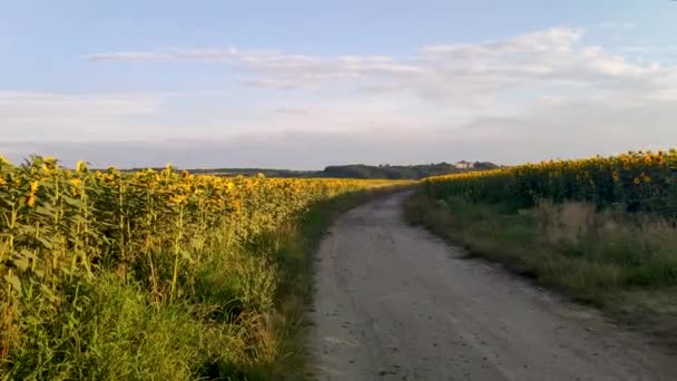 Stone Paved Dirt Road Sunflower Field Leading Old Pidhirtsi Castle — Stockvideo