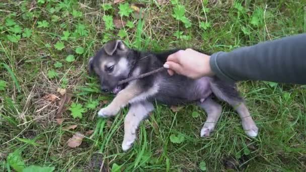 Little Doggy Lying Green Grass Biting Wooden Stick Summer Time — Vídeo de Stock