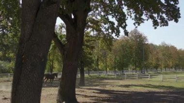 Two horses running on sand in summer day with green trees and barn buildings in the background. Happy mustangs playing and chase each other in a corral between tree trunks