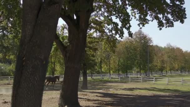 Two Horses Running Sand Summer Day Green Trees Barn Buildings — Stockvideo
