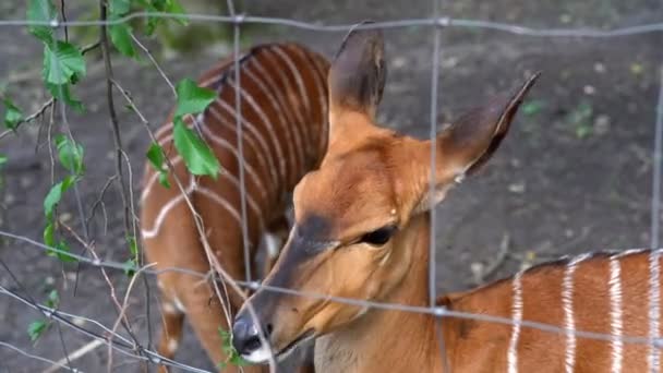 Roe Deer Animal Close Portrait Zoo Beautiful Hornless Deer Plucks — Vídeo de Stock