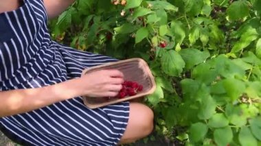 Young girl picking delicious ripe raspberries from the plant and placing them into a wooden bowl. Woman in apron as picks the ripe red berries from raspberry bush in an outdoor summer garden setting