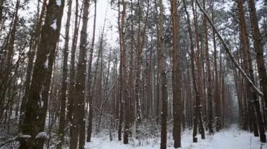 Pine forest in the snow. Snowfall through scotch fir trees. Inside there is a winter forest with snow covered trees. Fairy mystical forest with snow on the trees. The sun breaks through the branches
