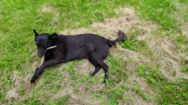 Siyah köpek sıcak yaz gününde çimenlerde debelenir ve sallanır. Mutlu yetişkin köpek yerde sallanıyor. Güzel köpek doğada eğlenir parkta çimlerde sallanırken aynı zamanda çerez çiğner ve tahta bir sopayla oynar.