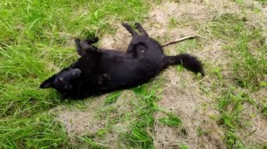 Siyah köpek sıcak yaz gününde çimenlerde debelenir ve sallanır. Mutlu yetişkin köpek yerde sallanıyor. Güzel köpek doğada eğleniyor parkta çimlerde sallanıyor ve kameraya bakıyor.