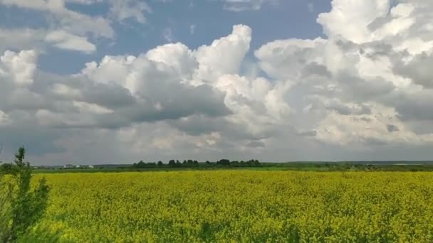 Kvetoucí Řepkové Pole Slunečného Dne Pozadí Vidět Domy Stromy Vítr — Stock video