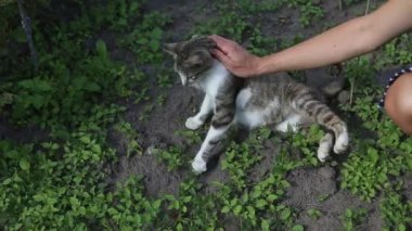 Genç bir kız güzel, pofuduk, benekli hamile bir kediyi okşuyor. Kadın eli, yetişkin beyaz hayvanı okşar. Yavru kedi güneşli bir yaz gününün ortasında caddede kadının ayaklarının dibinde yatıyor.