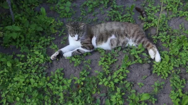 Güzel Vahşi Hamile Kraliçe Kedi Dinleniyor Bahçede Güzel Bir Yaz — Stok video