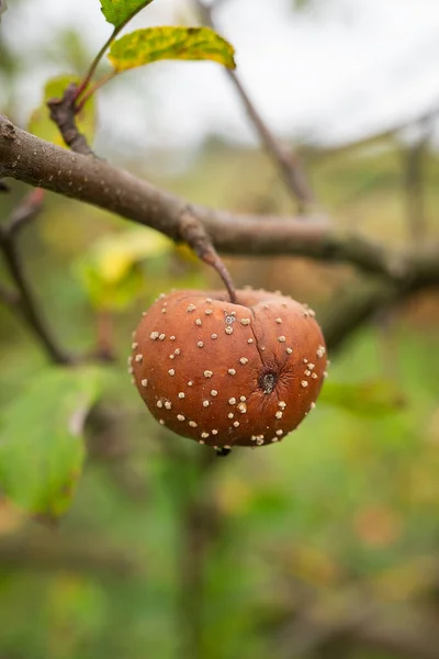 Las Ramas Enfermas Manzano Una Manzana Podrida Cuelga Árbol Otoño —  Fotos de Stock