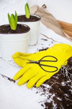 Saksılara sümbül ampulleri nakletmek, arka planda bulunan bahçe aletleri, sarı eldivenler. Bahçe konsepti