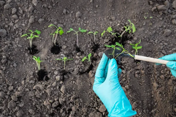 Plántulas Jóvenes Pimienta Tomate Concepto Jardinería Plántulas Una Planta Joven — Foto de Stock