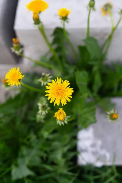 Photo Yellow Dandelions Have Grown Concrete Slabs View — Stock Photo, Image