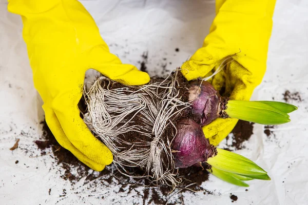 Girl Yellow Gloves Transplants Hyacinth Bulbs Pot Planting Hyacinth Bulbs — Stock Photo, Image