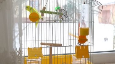 Komik, sarı dalgalı, yeşil papağan baş aşağı asılı, metal bir kuş kafesinin içinde zıplıyor ve uçuyor. Karlı pencerenin önündeki evde muhabbet kuşu var. Evde egzotik ötücü kuşlar yetiştiriyorum.