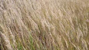 Kuru çiviler rüzgarda hareket ediyor. Güzel bahar uzun çimen çiçekleri rüzgarla savruluyor açık havada. Nehir, göl ya da göl kıyılarında yetişen altın kulaklı sazlıklar. Kırsal sonbahar doğası arka plan 4k