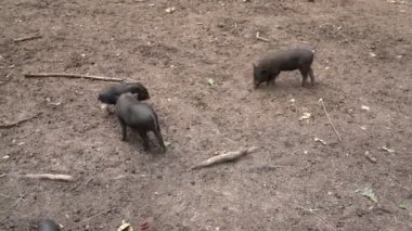 Genç komik siyah domuzcuklar çiftlikte yürüyor ve otluyor. Bahçede küçük şirin yaban domuzları otluyor. Hayvan çiftliği, domuz çiftliği. Çiftlik hayvanları, tarım, veterinerlik, kırsal yaşam 4k