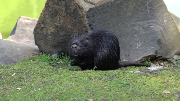 Adult Black Coypu Washes Stones Sitting Grass Goes Lake River — Stock Video
