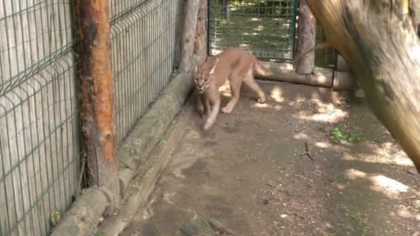 Όμορφος Λύγκας Πηγαινοέρχεται Ένα Κλουβί Στο Ζωολογικό Κήπο Καρακάλ Περπατά — Αρχείο Βίντεο