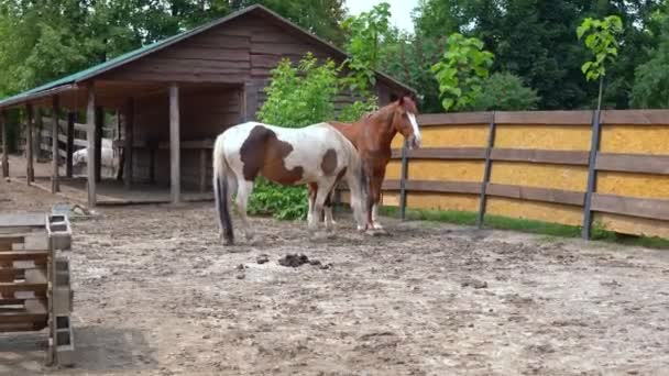 Dwa Piękne Konie Żuć Stojąc Razem Drewnianym Ogrodzeniu Letni Dzień — Wideo stockowe