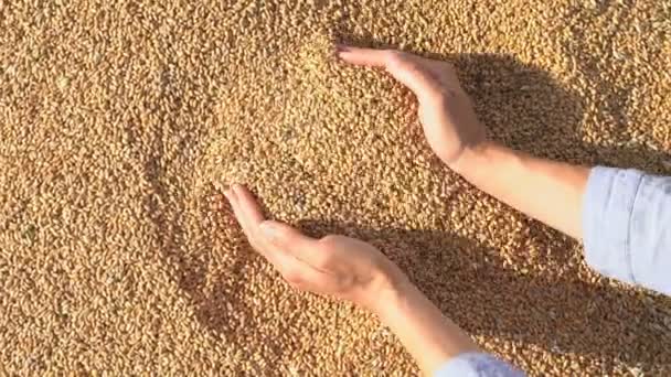 Женщины Руки Собирают Зерно Пшеницы Самки Ладоней Заполнены Сухой Пшеницей — стоковое видео