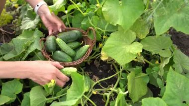 Bahçedeki bir dalda yetişen yeşil bir salatalığı koparan ve hasır sepete koyan kadın ellerini kapat. Yaz hasadı. Kadın, bahçede yetişen çiğ çiftlik salatalıklarını topluyor.