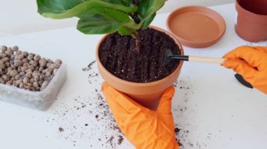 Turuncu kauçuk eldivenli kadın eller, incir çiçekli küçük tırmıklarla toprağı gevşetiyor. Saksıyı tırmıkla. Saksı evi bitkisi nakli işlemi. Kadın evde bahçeyle uğraşıyor.