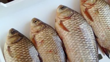 Crucianlar beyaz arka planda yan yana yatarlar. Gümüş ve altın haçlı sazanlar masaya dizilmişti. Arka arkaya taze soyulmamış balıklar. Canlı balıklarla kaplı pullar ağzını açar, solungaçlarla nefes alır.