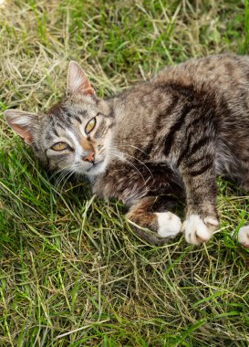 Güzel gri bir kedi çimlerin üzerinde uzanıyor ve kameraya bakıyor. Pet, dışarıda rahatla.